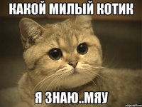 какой милый котик я знаю..мяу