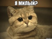 я милый? 