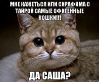 мне кажеться или сирафима с тайрой самые офигенные кошки!!! да саша?