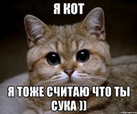 я кот Я тоже считаю что ты сука ))