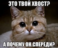 Это твой хвост? А почему он спереди?