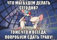 ЧТО МЫ БУДЕМ ДЕЛАТЬ СЕГОДНЯ? ТОЖЕ ЧТО И ВСЕГДА, ПОПРОБУЕМ СДАТЬ ТРАВУ!