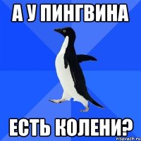 А У ПИНГВИНА ЕСТЬ КОЛЕНИ?