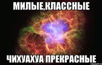 милые,классные чихуахуа прекрасные