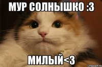 мур солнышко :3 милый<3