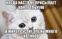 когда настя не присылает контрольную в мире грустит очень много котиков