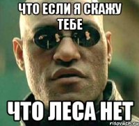 что если я скажу тебе что леса нет