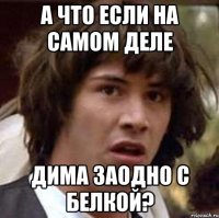 А что если на самом деле Дима заодно с Белкой?