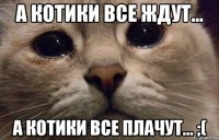 А котики все ждут... А котики все плачут... ;(