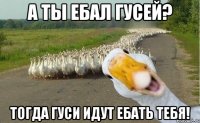 А ТЫ ЕБАЛ ГУСЕЙ? ТОГДА ГУСИ ИДУТ ЕБАТЬ ТЕБЯ!