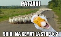 Patzani shini ma kemat la strelk ?