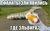 Фанаты Эли явились Где Эльвира?