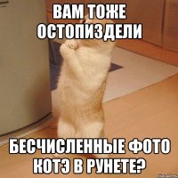 ВАМ ТОЖЕ ОСТОПИЗДЕЛИ БЕСЧИСЛЕННЫЕ ФОТО КОТЭ В РУНЕТЕ?