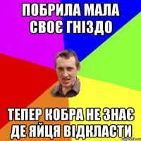 побрила мала своє гніздо тепер кобра не знає де яйця відкласти