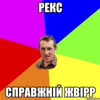 рекс справжнiй жвiрр