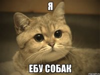 Я ебу собак