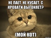 не лает, не кусает, с кровати выгоняет? (мой кот)