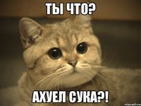 ты что? ахуел сука?!