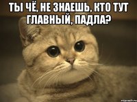 ты чё, не знаешь, кто тут главный, падла? 