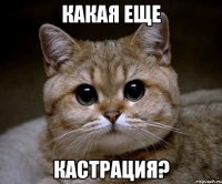 КАКАЯ ЕЩЕ КАСТРАЦИЯ?