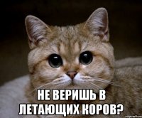  не веришь в летающих коров?