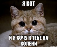 Я кот И я хочу к тебе на колени