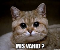  Mis vahid ?