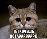  Ты хочешь кота???????))