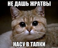 не дашь жратвы насу в тапки