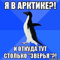 Я в Арктике?! и откуда тут столько "зверья"?!