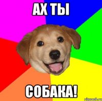 Ах ты Собака!