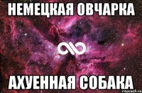 НЕМЕЦКАЯ ОВЧАРКА Ахуенная собака