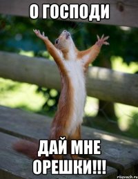 О Господи Дай мне орешки!!!