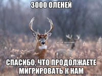 3000 оленей Спасибо, что продолжаете мигрировать к нам