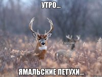 утро... Ямальские петухи...