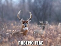  Поверю тебе