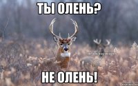 ты олень? не олень!