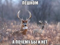 Пешком а почему бы и нет