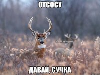 ОТСОСУ ДАВАЙ, СУЧКА