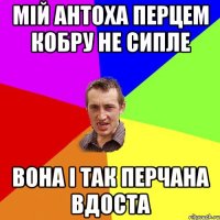 мій антоха перцем кобру не сипле вона і так перчана вдоста