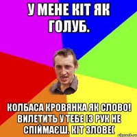 У мене кіт як голуб. Колбаса кровянка як слово! вилетить у тебе із рук не спіймаєш. кіт злове(