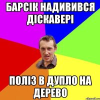 Барсік надивився діскавері поліз в дупло на дерево