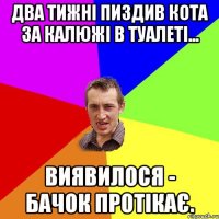 Два тижні пиздив кота за калюжі в туалеті... Виявилося - бачок протікає.