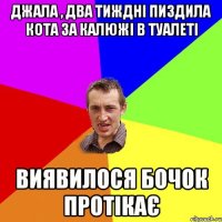 Джала , два тиждні пиздила кота за калюжі в туалеті Виявилося бочок протікає