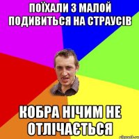 Поїхали з малой подивиться на страусів Кобра нічим не отлічається