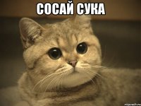 СОСАЙ СУКА 