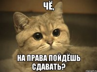 Чё, на права пойдёшь сдавать?