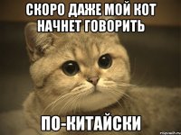 скоро даже мой кот начнет говорить по-китайски