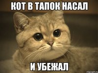 кот в тапок насал и убежал