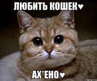 Любить кошек♥ Ах*ено♥